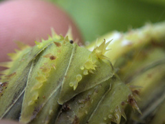 Sonchus grandifolius