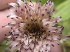 Sonchus grandifolius