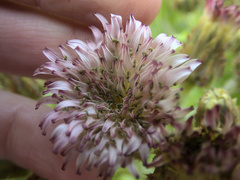 Sonchus grandifolius
