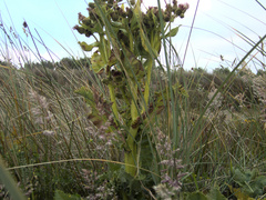 Sonchus grandifolius
