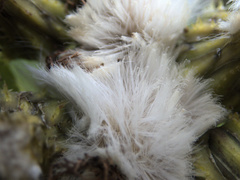 Sonchus grandifolius