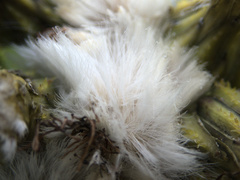 Sonchus grandifolius