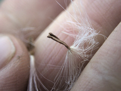 Sonchus grandifolius