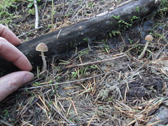 Psathyrella nitens