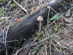 Psathyrella nitens