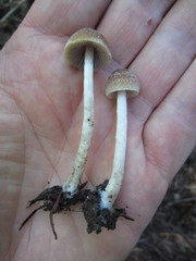 Psathyrella nitens