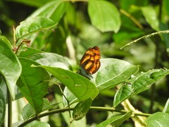 Pantoporia