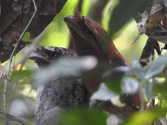 Batrachostomus moniliger