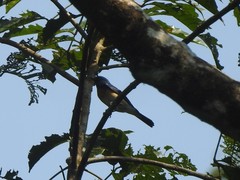 Cyornis rubeculoides