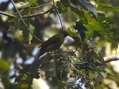 Brachypodius priocephalus