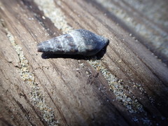 Ophiodermella inermis