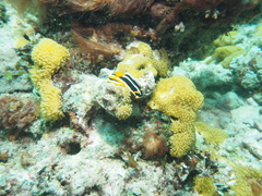 Chromodoris africana