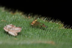 Scaptomyza cyrtandrae