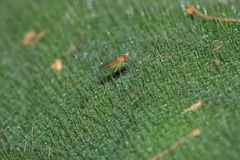 Scaptomyza cyrtandrae