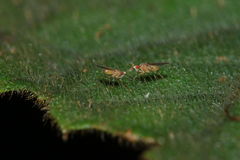 Scaptomyza cyrtandrae