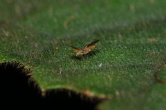 Scaptomyza cyrtandrae