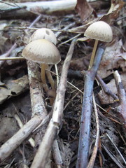 Psathyrella nitens