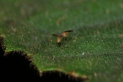 Scaptomyza cyrtandrae