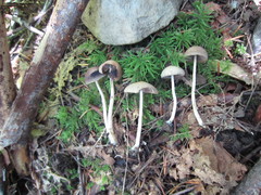 Psathyrella nitens