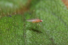 Scaptomyza cyrtandrae