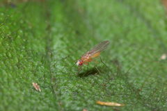 Scaptomyza cyrtandrae