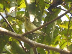 Phylloscopus trochiloides