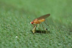 Scaptomyza cyrtandrae