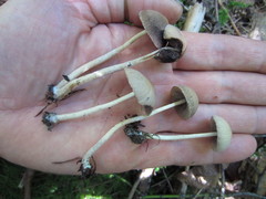 Psathyrella nitens