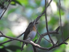 Cyornis rubeculoides