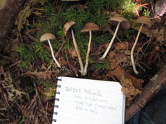 Psathyrella nitens
