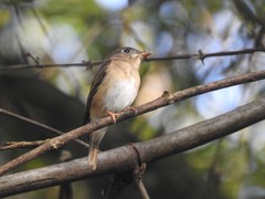 Muscicapa dauurica