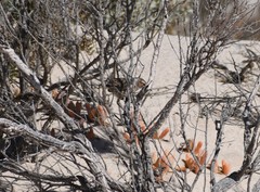 Calamanthus campestris