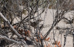 Calamanthus campestris