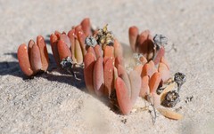 Carpobrotus modestus
