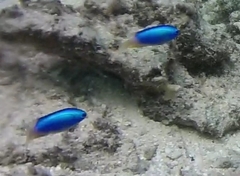 Pomacentrus micronesicus