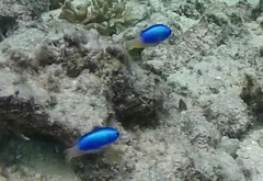 Pomacentrus micronesicus