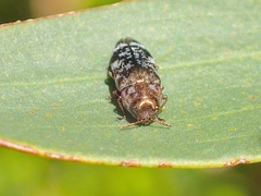 Diphucrania scabrosula