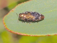 Diphucrania scabrosula