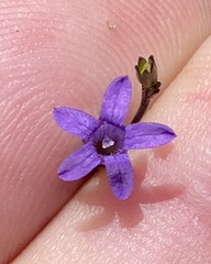 Siphocodon spartioides