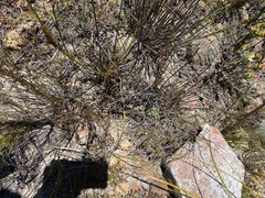 Siphocodon spartioides