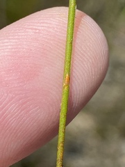 Siphocodon spartioides