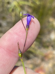 Siphocodon spartioides