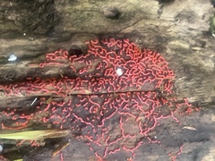 Willkommlangea reticulata