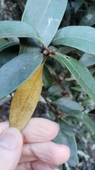 Chrysolepis chrysophylla minor