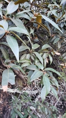 Chrysolepis chrysophylla minor