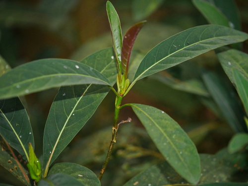 Image of Cinchona calisaya by (c) Jacy Chen, some rights reserved (CC BY)