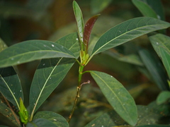 Cinchona calisaya, photograph (c) Jacy Chen, some rights reserved (CC BY)