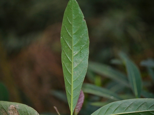 Image of Cinchona calisaya by (c) Jacy Chen, some rights reserved (CC BY)