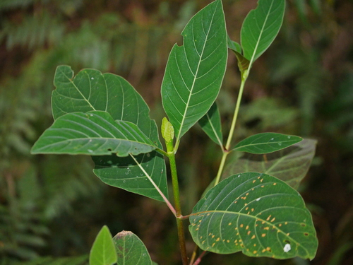 Image of Cinchona calisaya by (c) Jacy Chen, some rights reserved (CC BY)