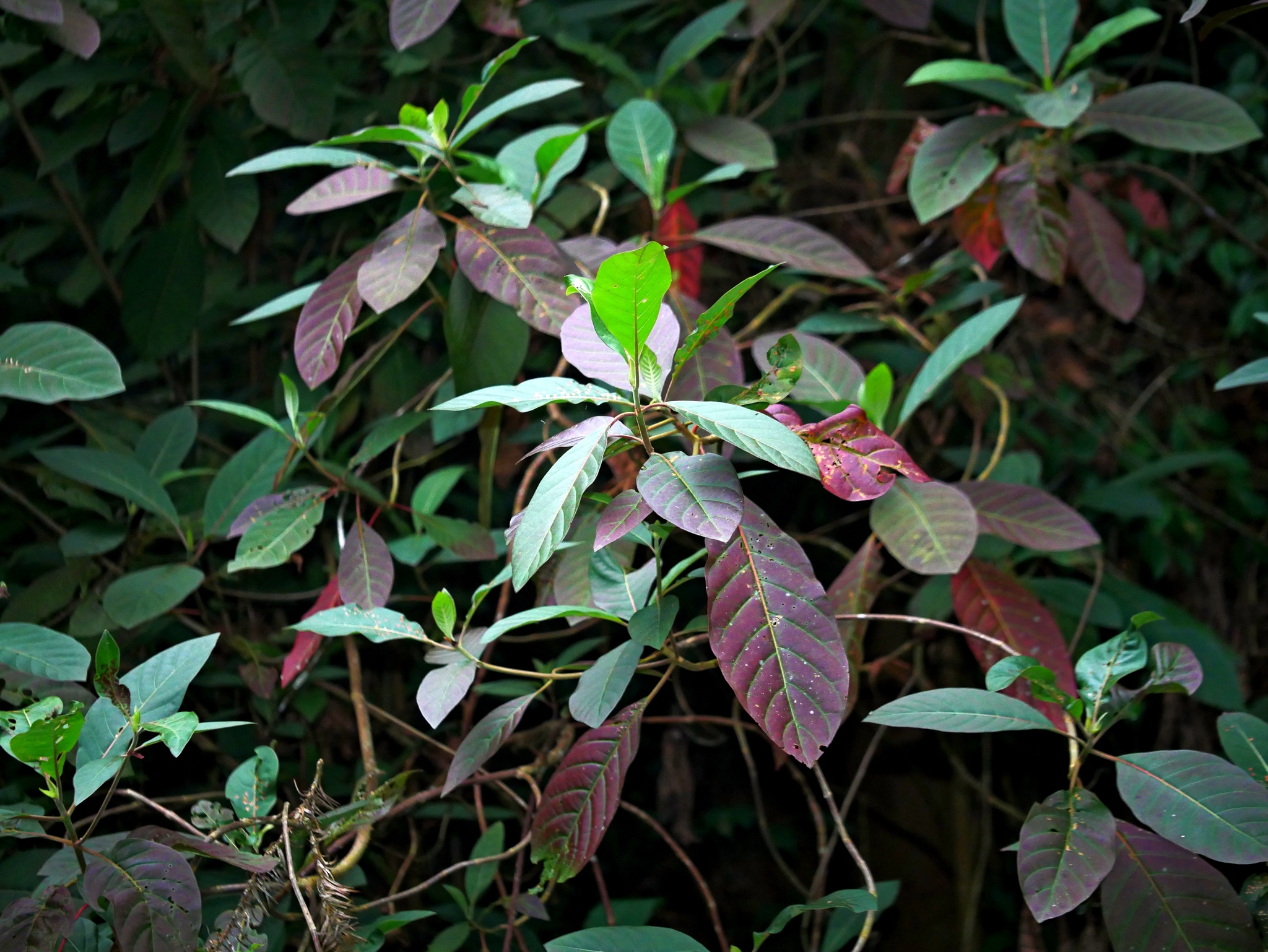 Quinine (Cinchona calisaya)